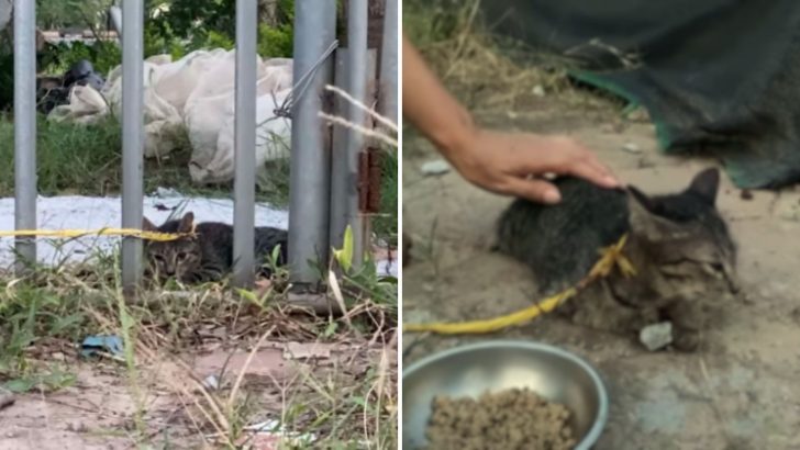 Terrified Cat Found Tied To A Fence After Her Heartless Owner Abandoned Her And Never Came Back