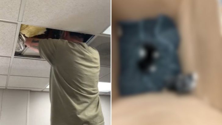 Teachers Taken By Surprise After Discovering What Was Inside The Ceiling