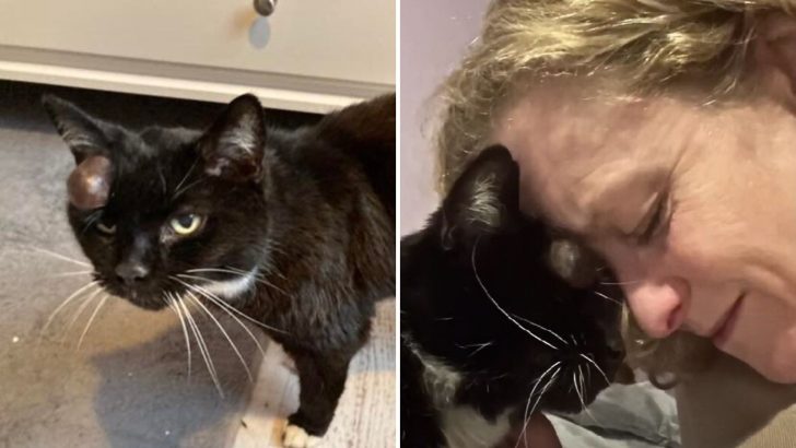 Tears Flow As Owner Reunites With Her Beloved Cat After 14 Long Years Apart