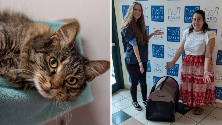 Texas Owner Reunites With Cat Found After 2 Years And 2,000 Miles Away On Another Continent