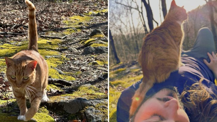 This Cat Is Winning Hearts For Taking Her Owner’s Guests On Hikes