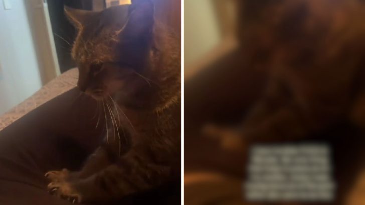 This Cat’s Owner Was In Deep Pain And She Helped Her Like Only Cats Do