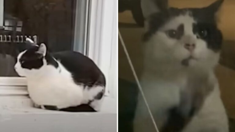 Timid Ohio Stray Cat Finally Steps Forward After Five Months Hiding To Beg For A Home