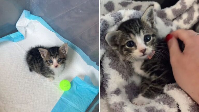 Tiny Kitten Hiding In The Bushes Gets A Second Chance Thanks To A Kind Stranger