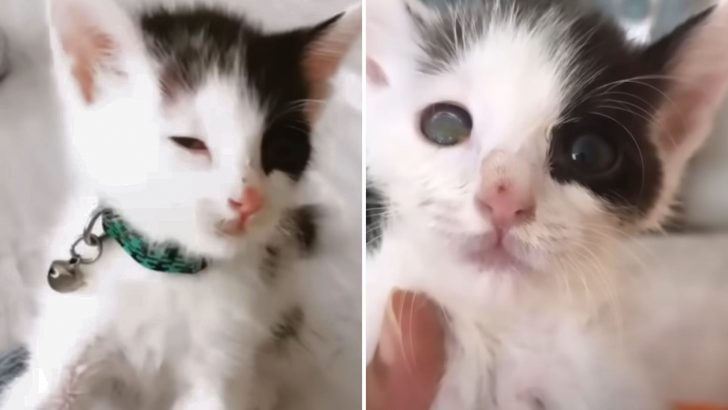 Tiny Kitten Suffers Severe Brain Trauma And Disability After Being Stepped On