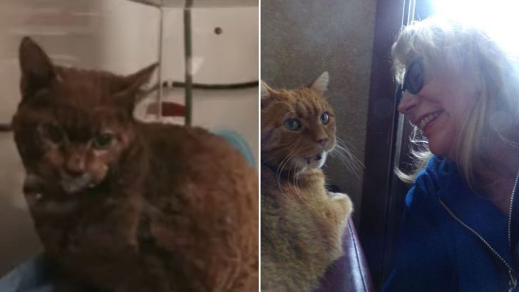 Tony The Hero Cat Risks His Own Life To Save His Owner’s From A Destructive Fire