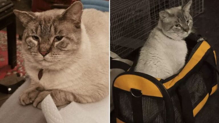 traumatized cat