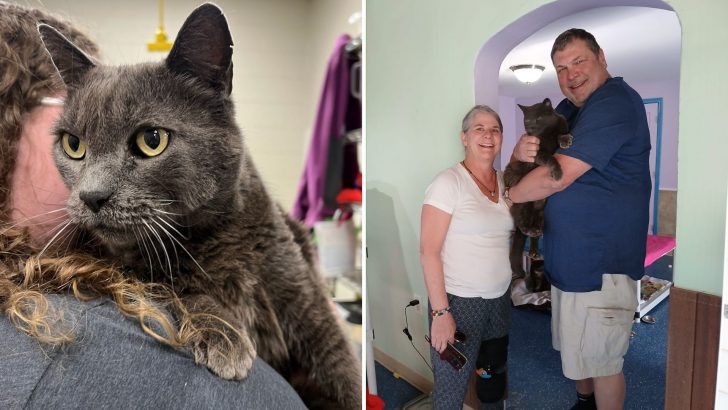 Tucson Cat Missing For 5 Years Reunites With His Family After Being Found 1,200 Miles Away