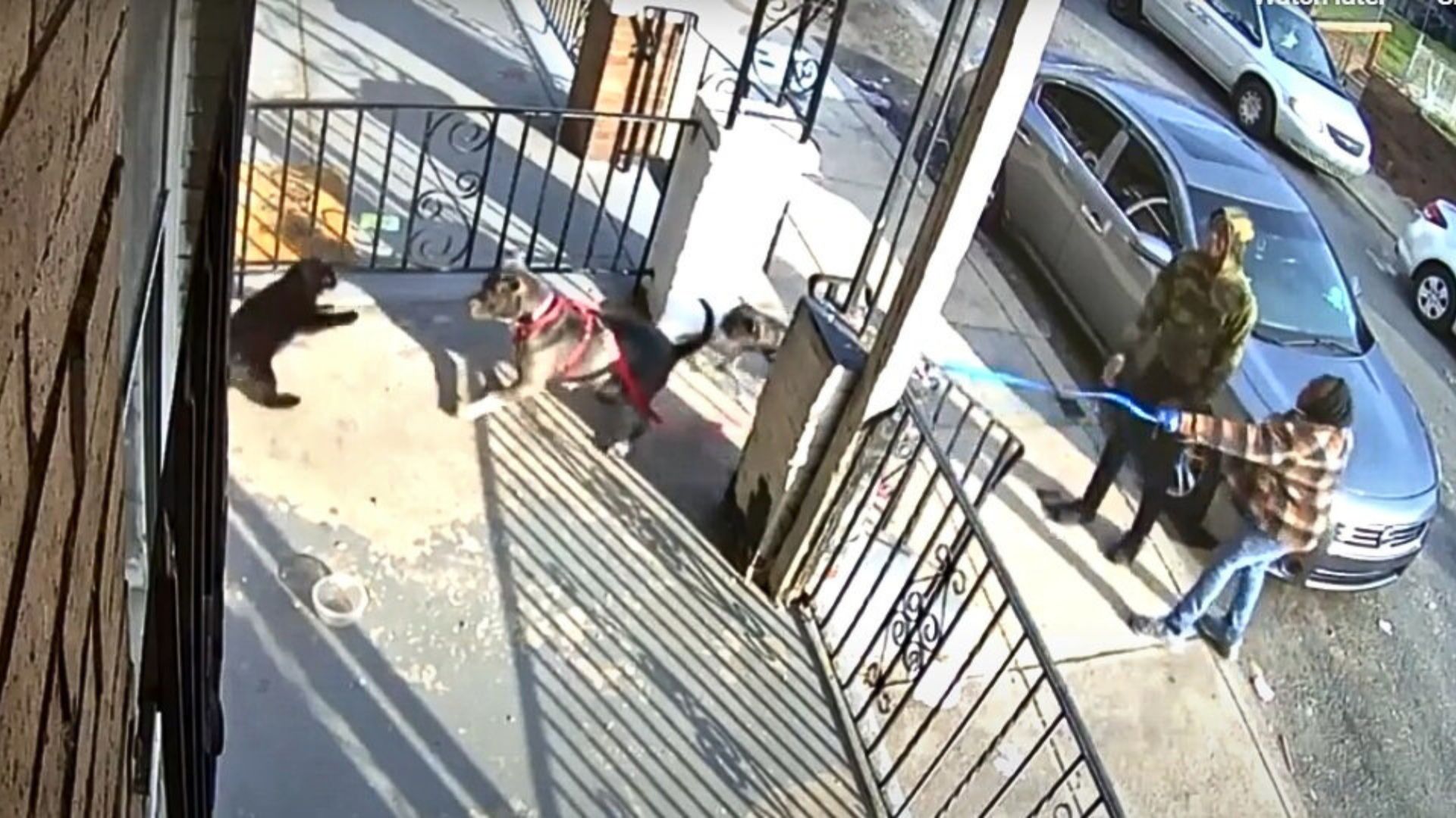 Two Men In Philadelphia Release Their Dogs On An Innocent Cat, Leaving It Seriously Injured