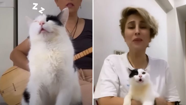 Watch This Cat’s Hilarious Freakout Every Time His Mom Sings The Wrong Song