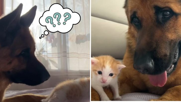 Watch This Confused Dog’s Reaction When He Encounters A Kitten For The Very First Time