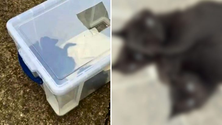 ‘What Are These Fuzzy Lumps?’ Man Finds Heartwarming Surprise In A Roadside Plastic Crate