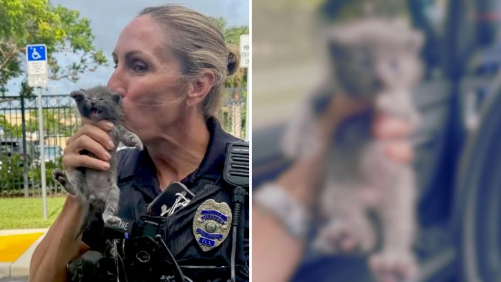 Wild, Spicy Kitten Rescued By Florida’s Favorite Cat Detective