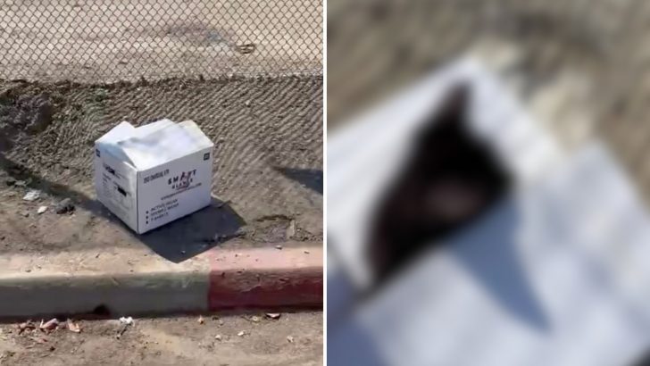 Woman Approaches A White Box On The Curb In LA And A Fluffy Little Head Peeks Out