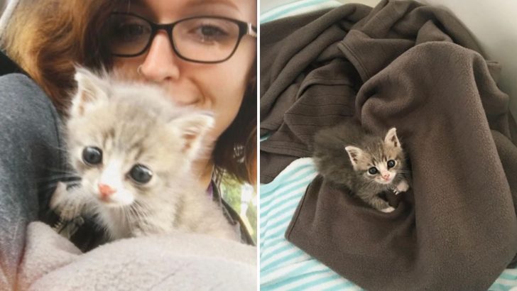 Woman Finds Abandoned Kitten On A Porch That Turns Out To Be The Happiest Little Furball Ever