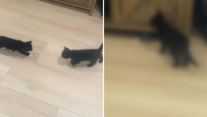 Woman Goes Back To Adopt Her Kitten’s Sister And Their Reunion Is Melting Hearts