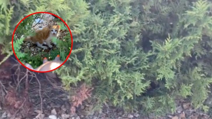 Woman On Campus Discovers The Cutest Little Squeaky Creature Hiding In The Bushes