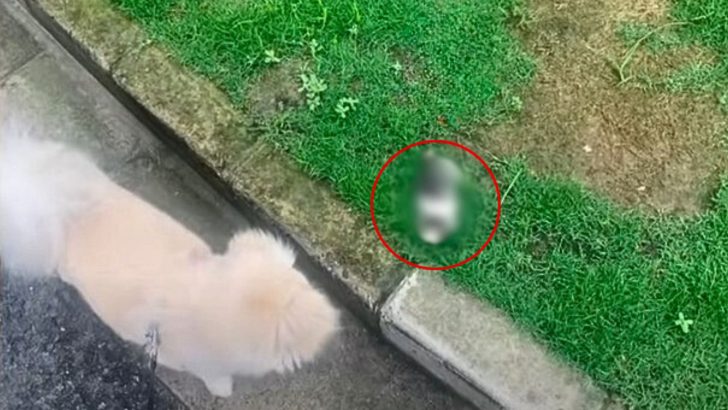 Woman Takes Her Dog For A Walk Not Knowing Her Life Is About To Change