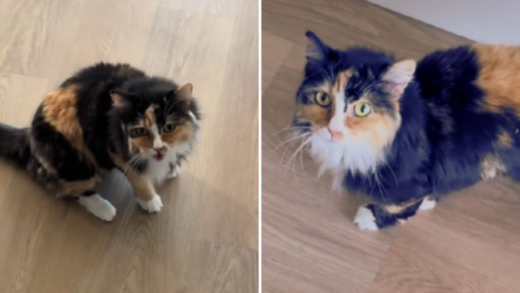 Woman Thought Her Rescue Cat Was Deaf Until She Discovered The Surprising Truth