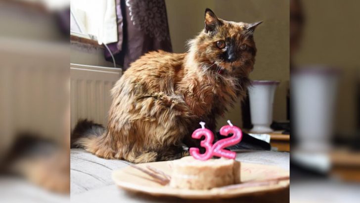 World’s Oldest Cat Has Crossed The Rainbow Bridge At An Incredible Age Of 33