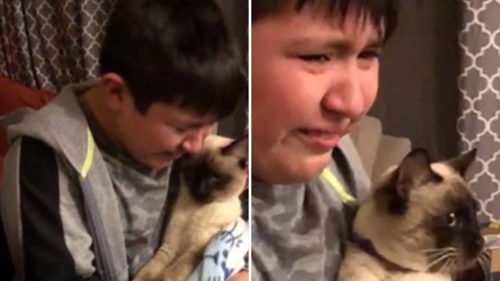 Young Boy’s Heart Soars As He Finally Reunites With His Beloved Kitten After Over A Month Apart