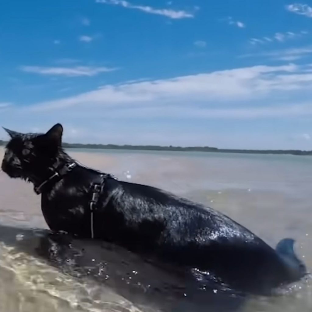 a bathed cat stands in the water