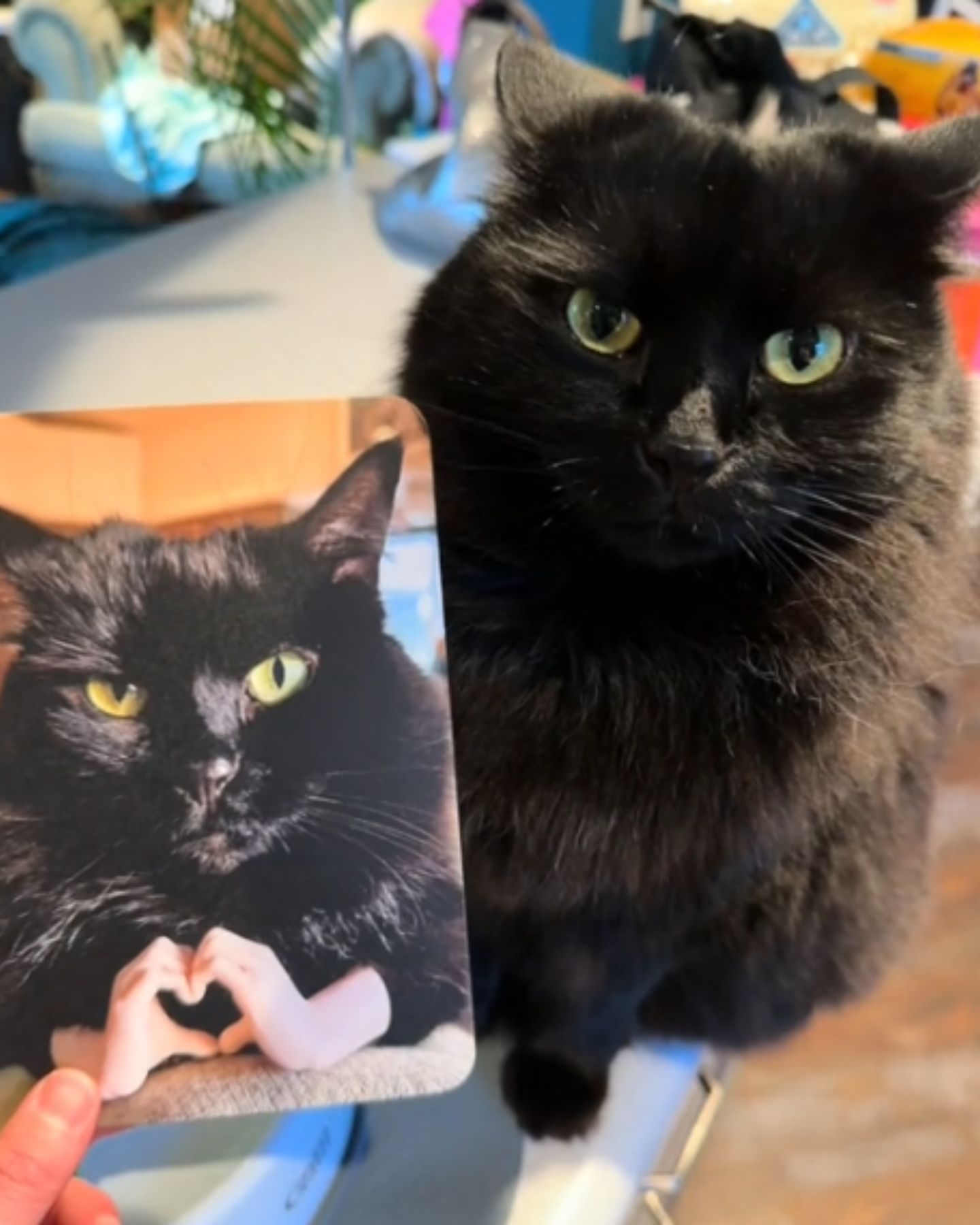 a black cat and a picture of cat