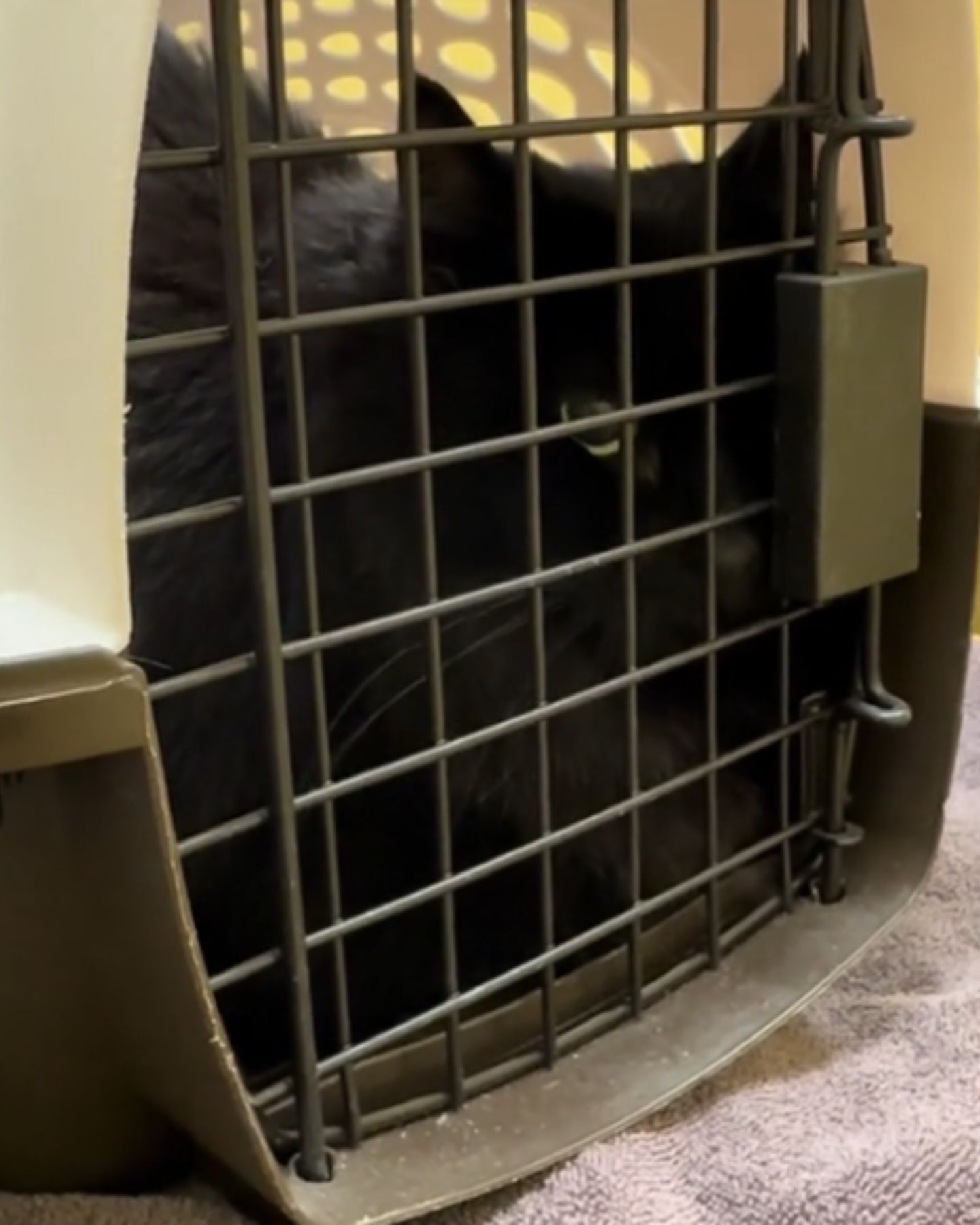 a black cat in her cage box