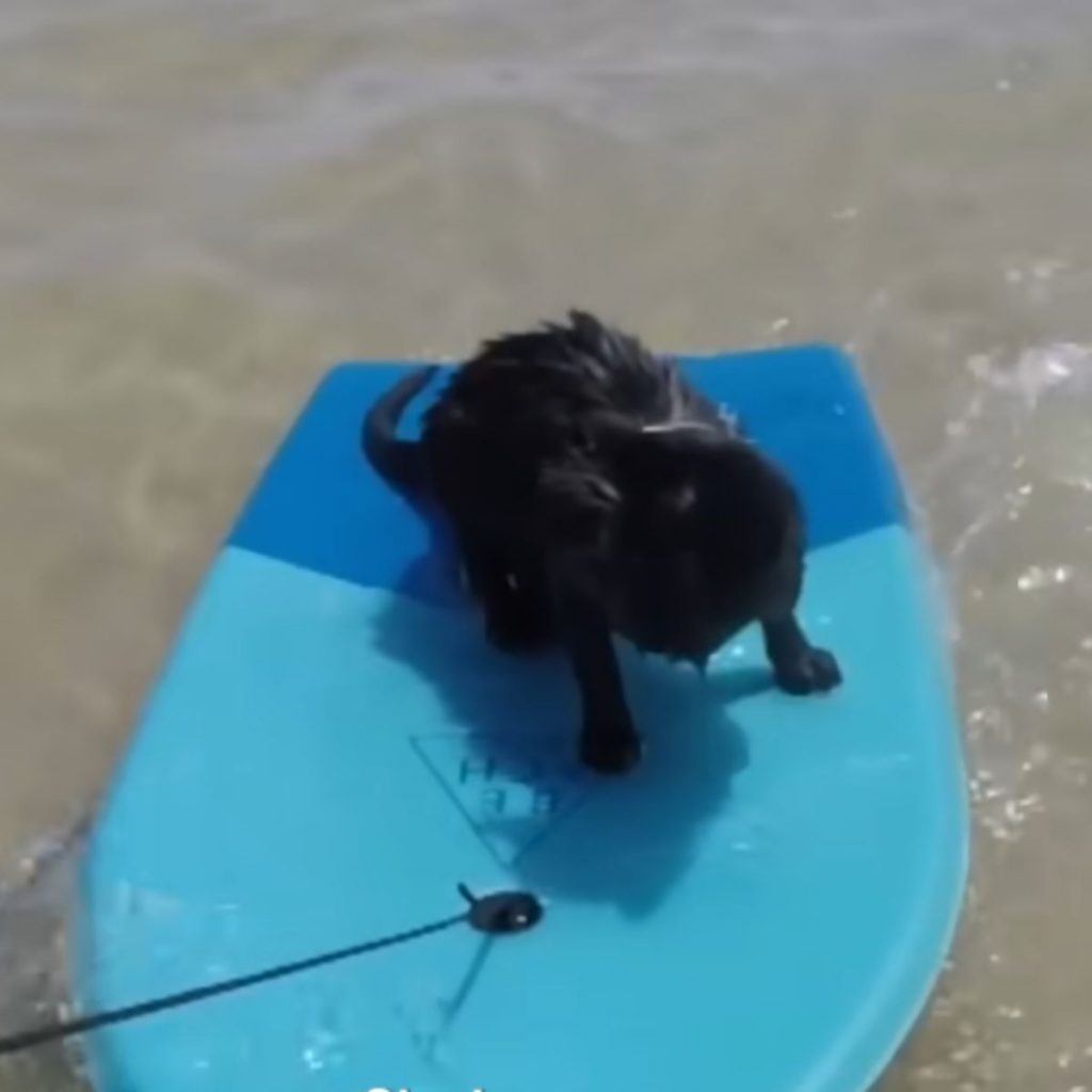 a black cat stands on a board in the water