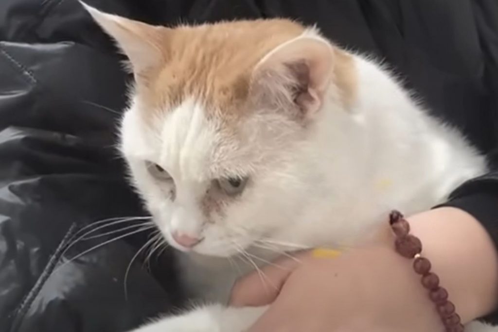 a cat enjoys a man's embrace