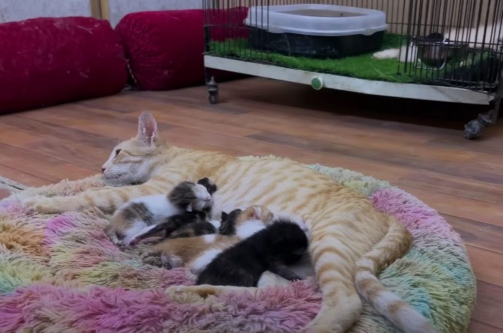 a cat lies on a shaggy carpet while her kittens nurse