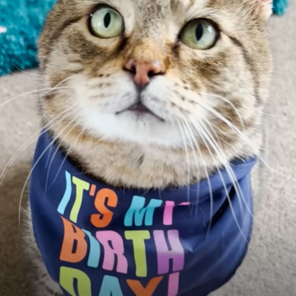 a cat with a scarf around its neck for its birthday