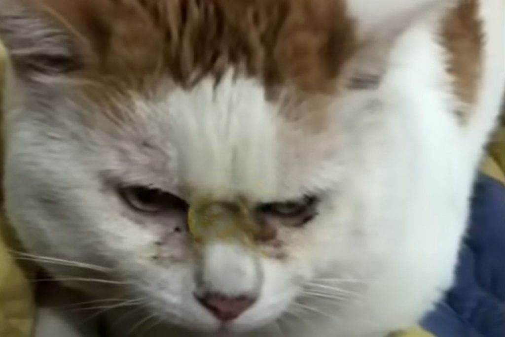 a cat with an injured muzzle