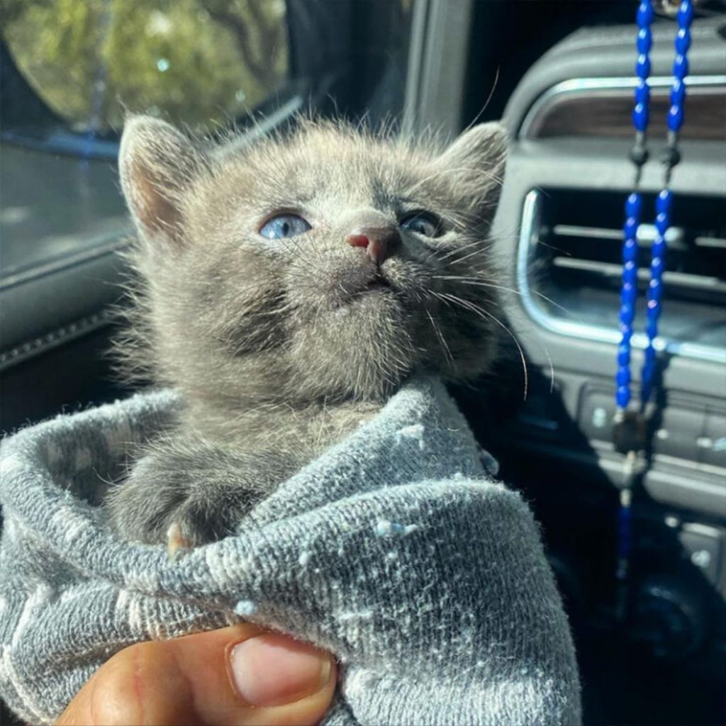 a cute gray kitten wrapped up