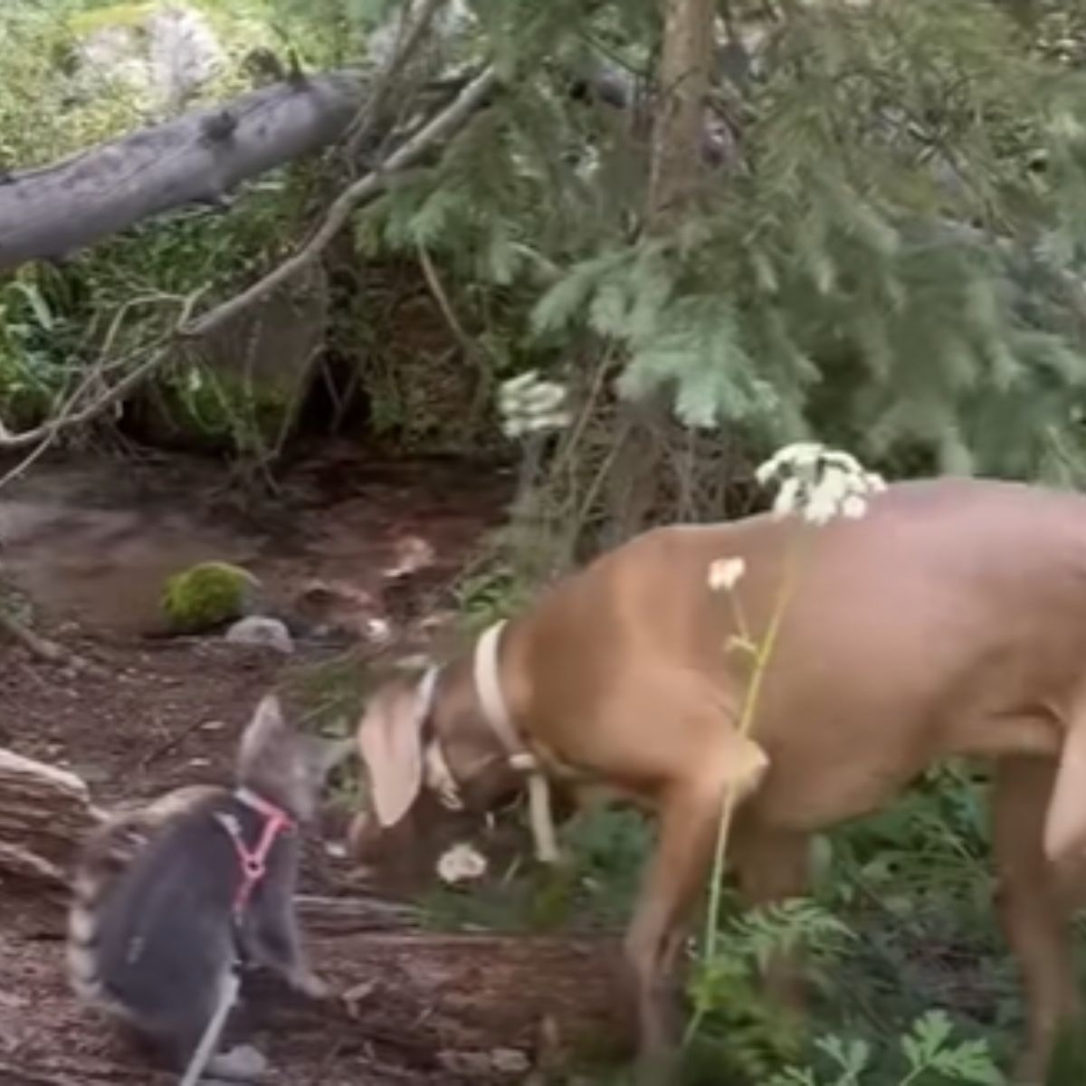 a dog sniffing kitten outdoor