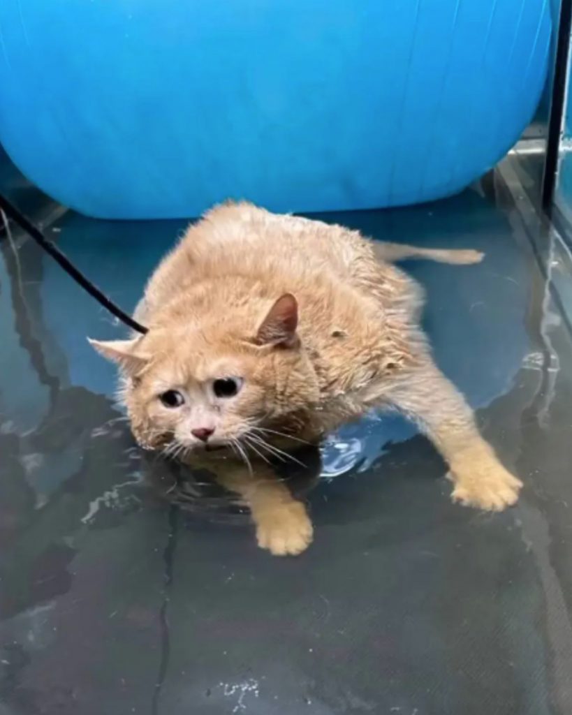 a fat cat in the water