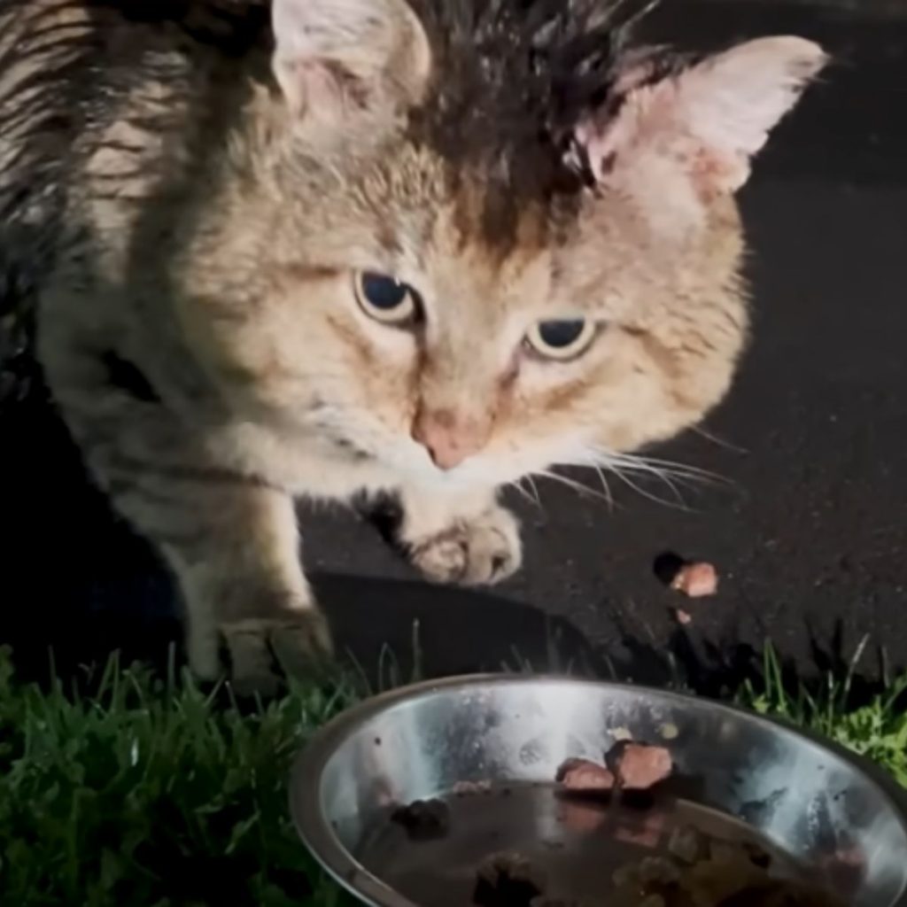 a giant cat next to a food bowl