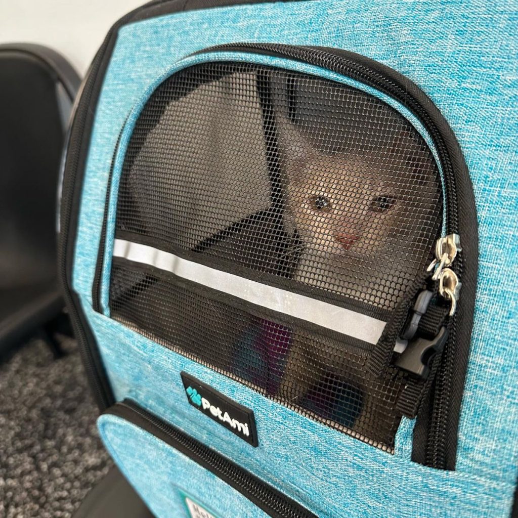 a kitten in a suitcase