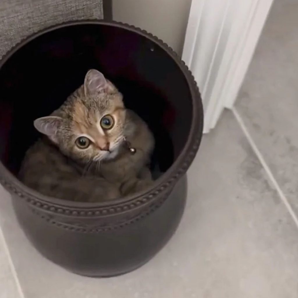 a kitten peeks out of a brown vase