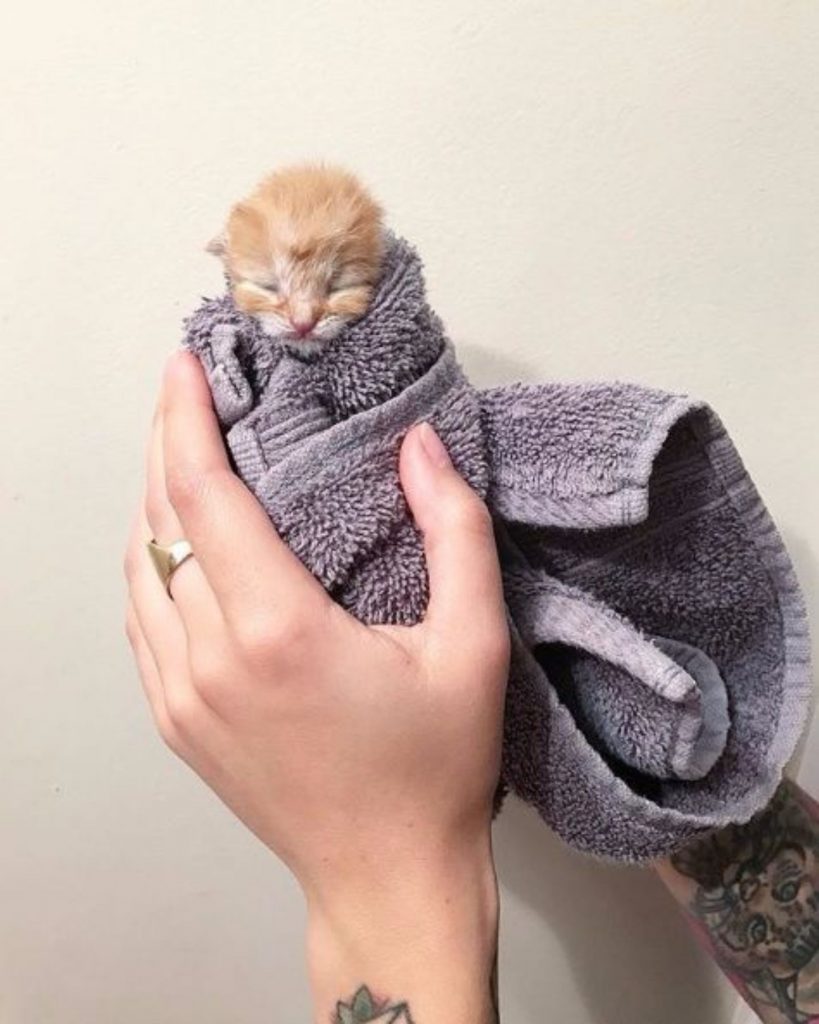 a kitten wrapped in a towel