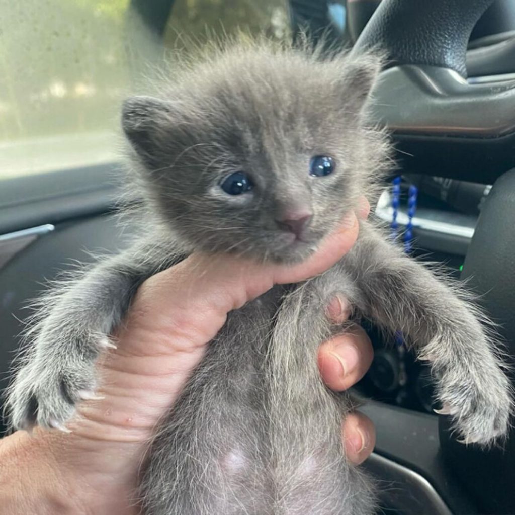 a man is holding a gray kitten in his hand