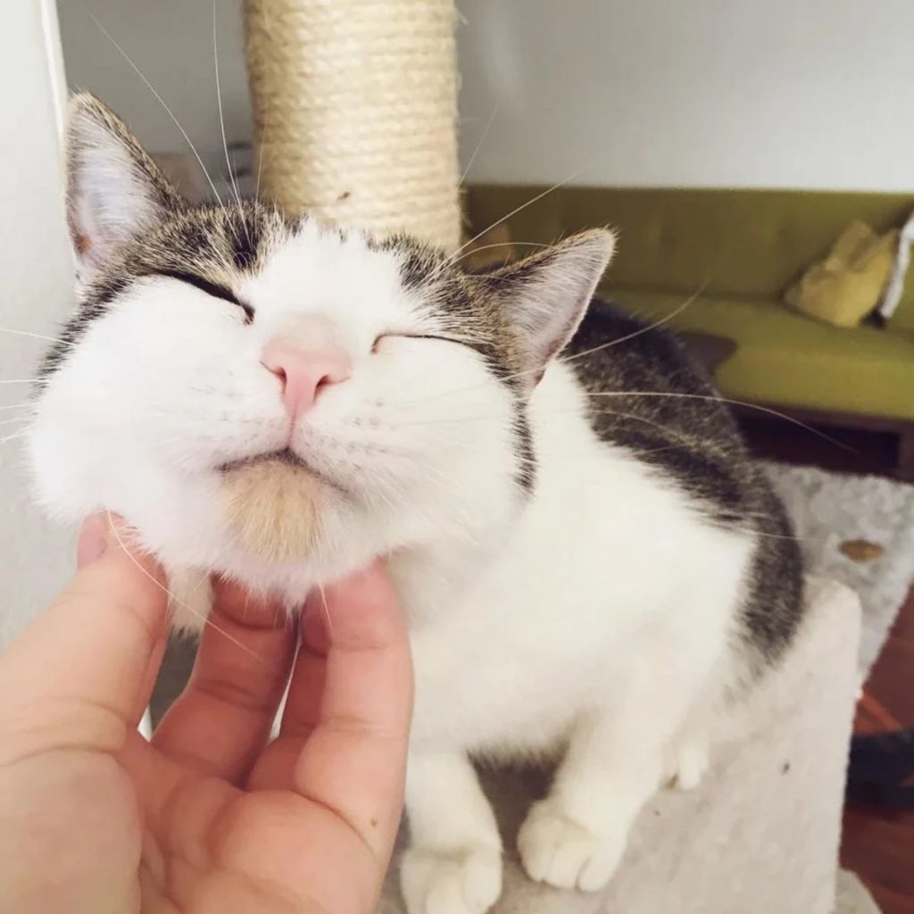 a man petting a cat under his neck