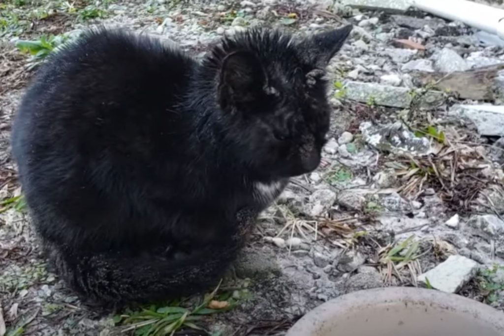 a stoic black cat on the rocks