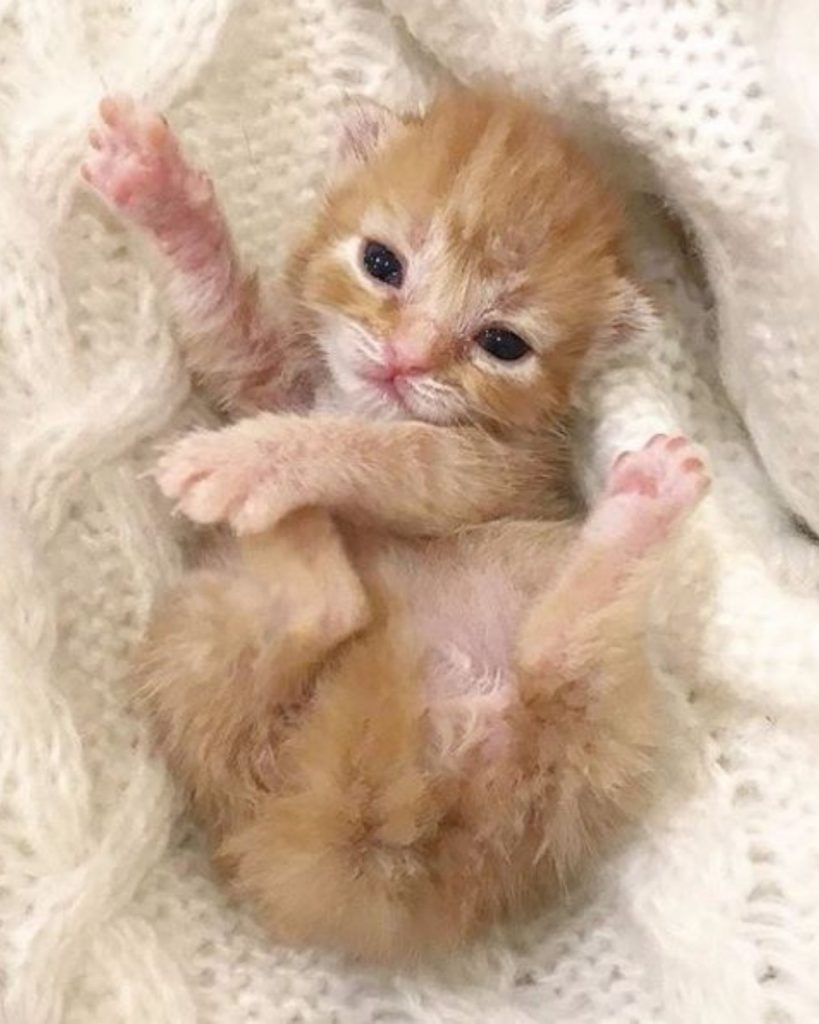 a sweet yellow kitten is lying on its back