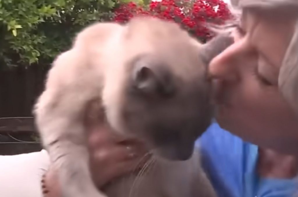 a woman kisses her cat