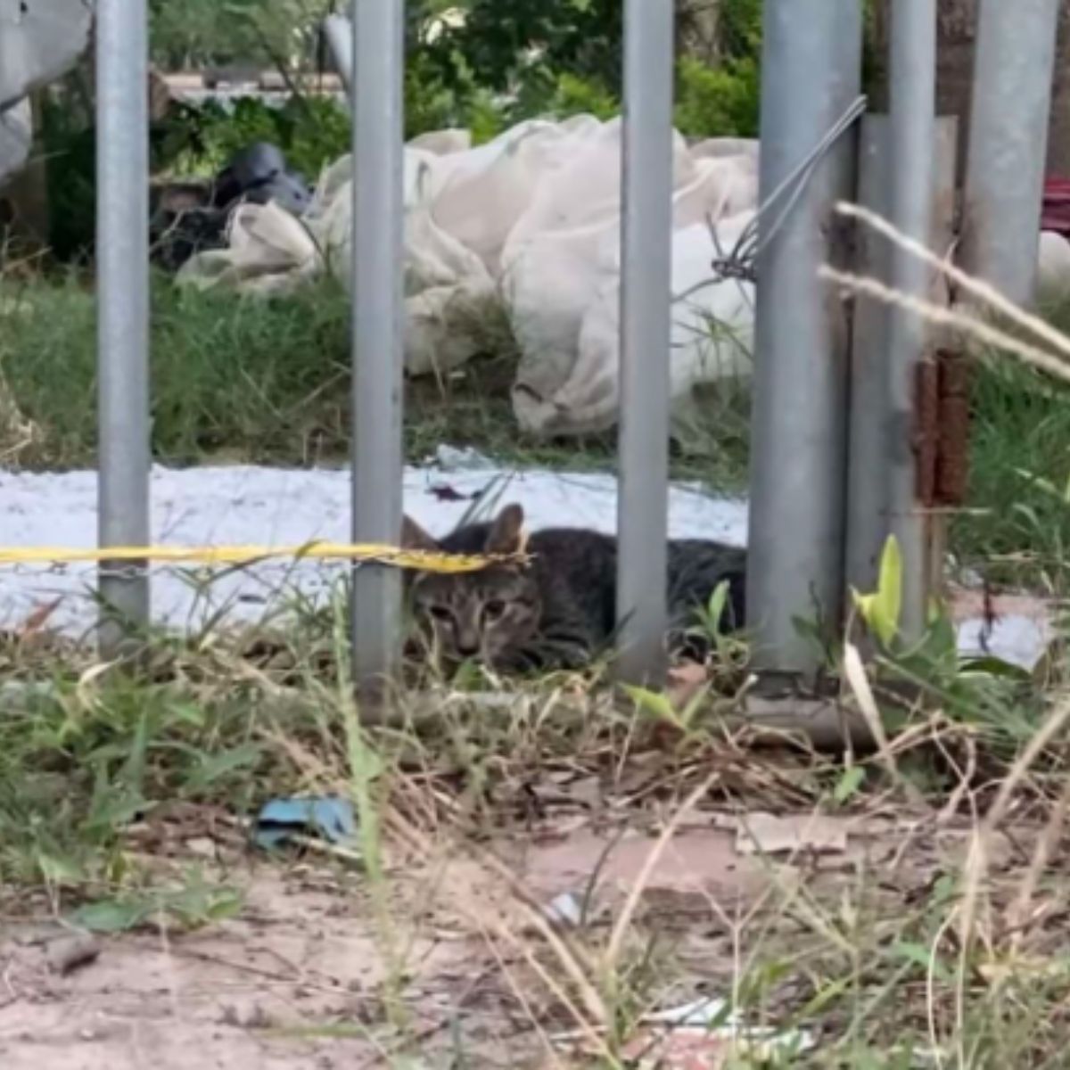 abandoned domestic cat