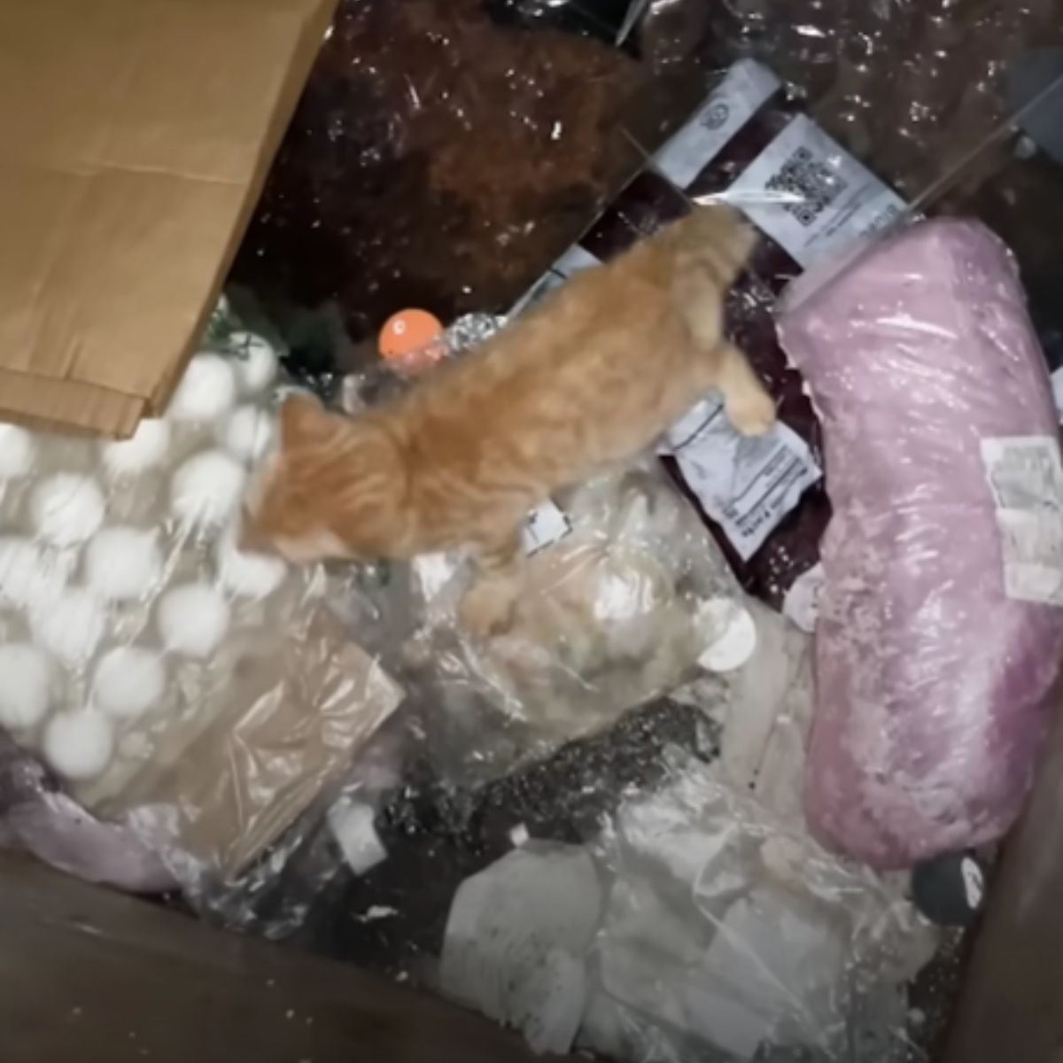 abandoned kitten in dumpster