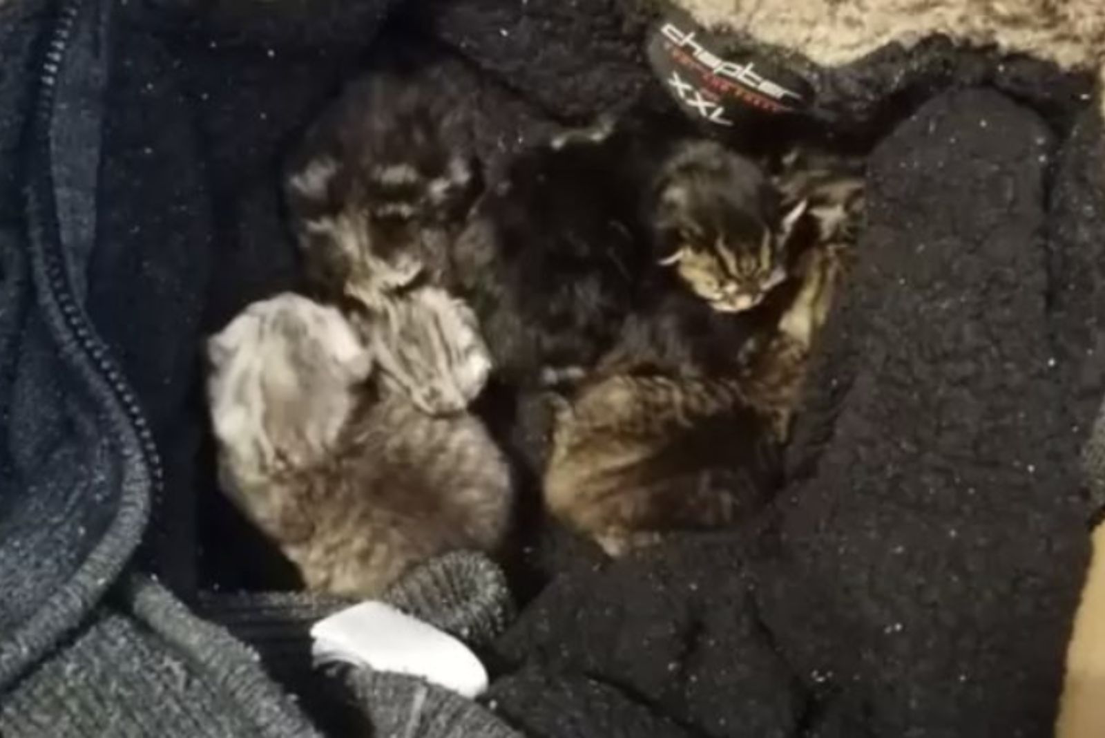 abandoned kittens