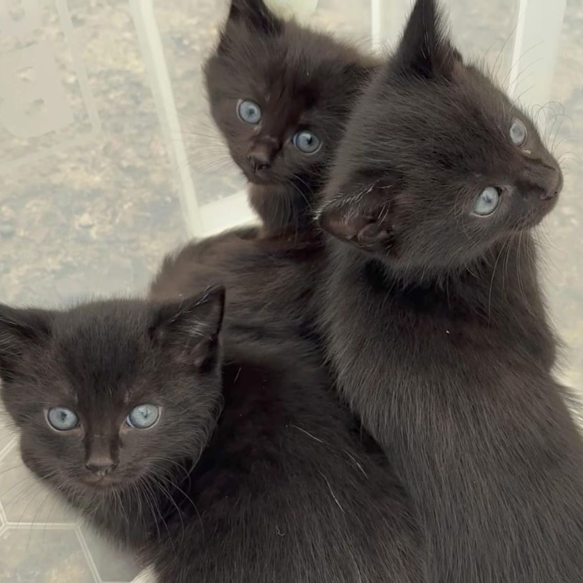 adorable black kittens with blue eyes