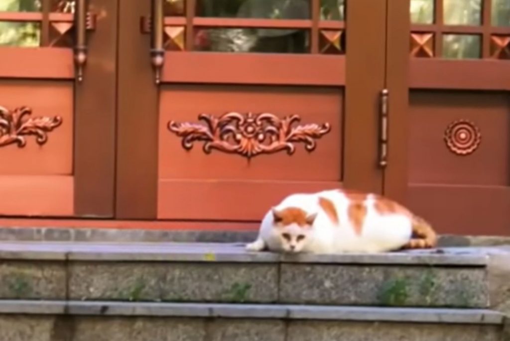 an abandoned cat lies by the door